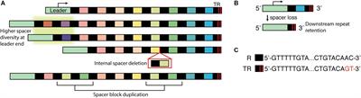 Pruning and Tending Immune Memories: Spacer Dynamics in the CRISPR Array